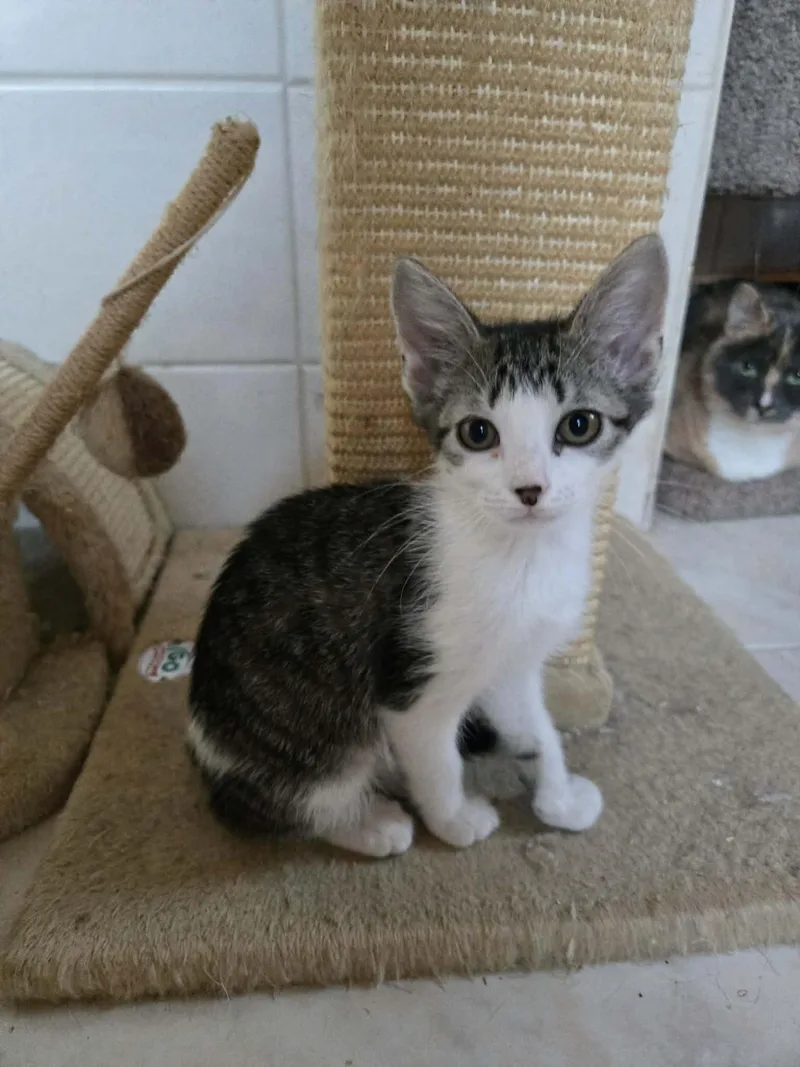 A baby medium-sized female Domestic Short Hair cat named Cleo for adoption in Holbrook, NY