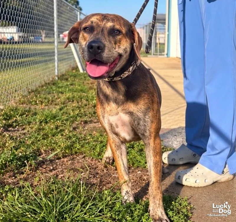 A young large-sized female Terrier dog named Khloe for adoption in Washington, DC