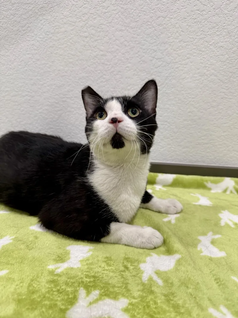 A young medium-sized male Black & White / Tuxedo Domestic Short Hair cat named Sparkles for adoption in Las Vegas, NV