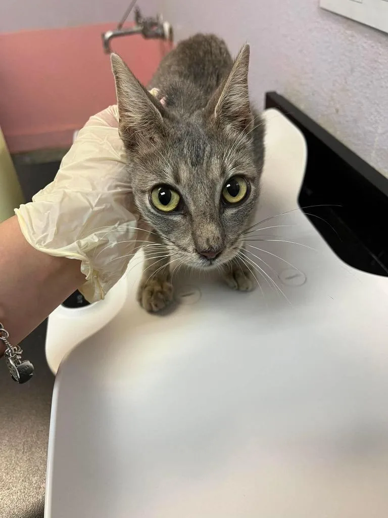 A young small-sized female Domestic Short Hair cat named Gemini for adoption in New Braunfels, TX