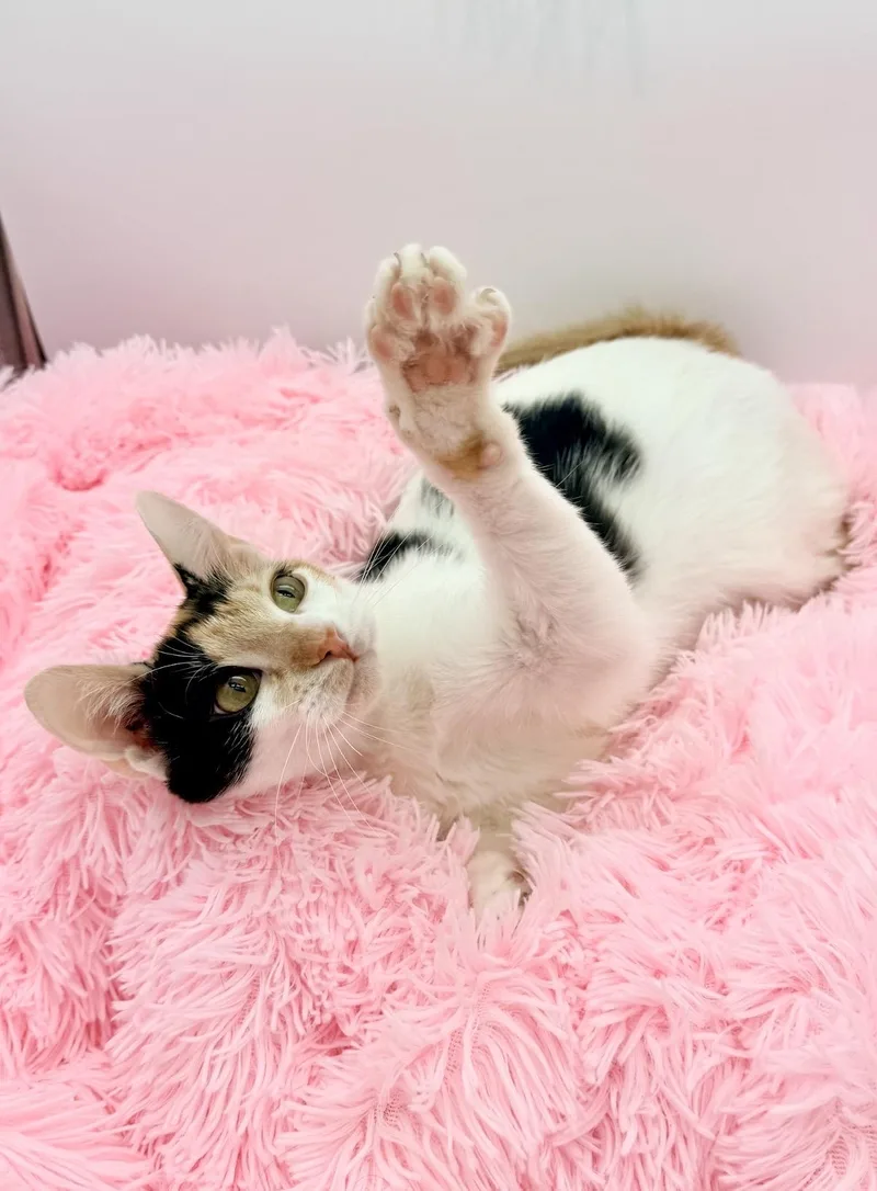 A young medium-sized female Calico cat named Hex Key for adoption in Covington, LA