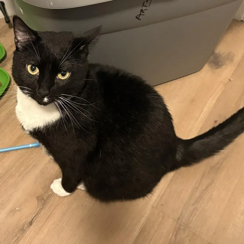 An adult large-sized male Black Domestic Short Hair cat named Orion for adoption in Lakeland, FL
