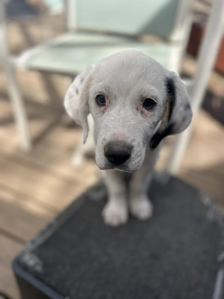A baby medium-sized male Tricolor (Brown, Black, & White) Great Pyrenees dog named Igloo for adoption in Colorado Springs, CO