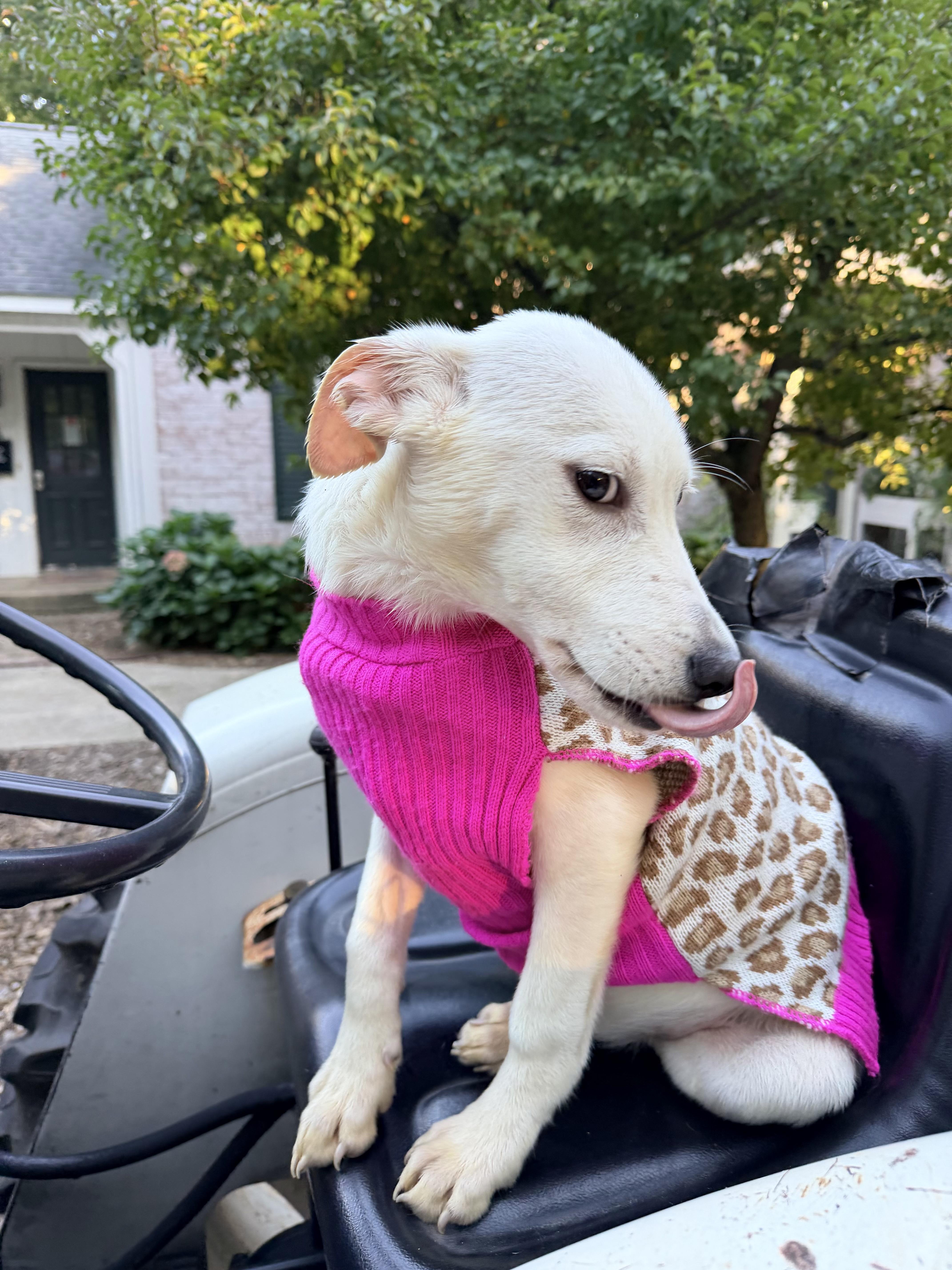 Cruella thumbnail 3