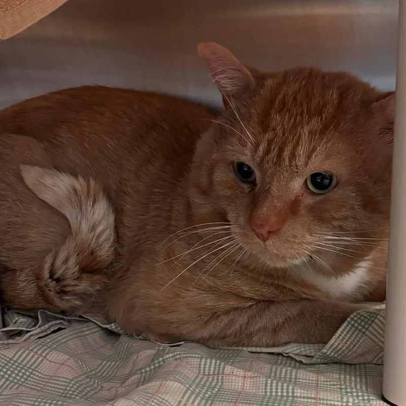 A senior large-sized male Orange / Red Domestic Short Hair cat named Simba The Lion Guard for adoption in Philadelphia, PA