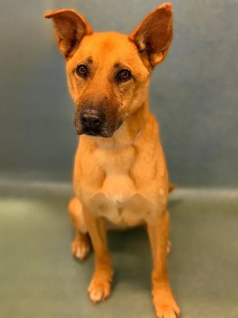 A senior medium-sized female German Shepherd Dog dog named Chula for adoption in Agoura, CA
