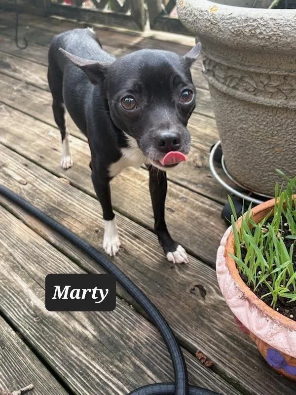 Marty