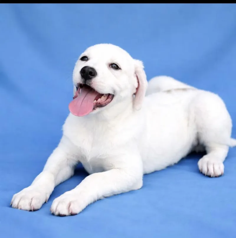 Mr. Perfect thumbnail 2