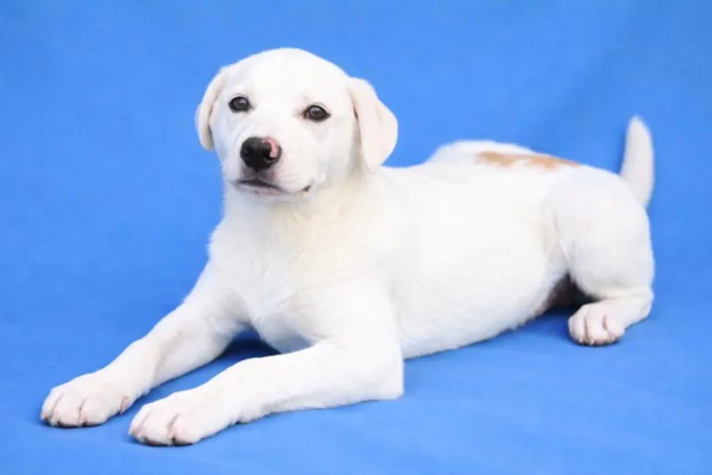 Mr. Perfect thumbnail 3