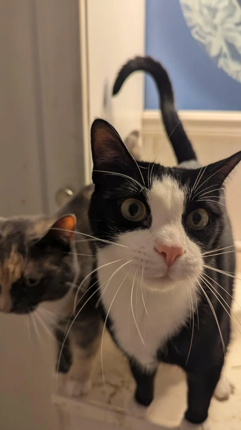 Kole =^.^= thumbnail 2