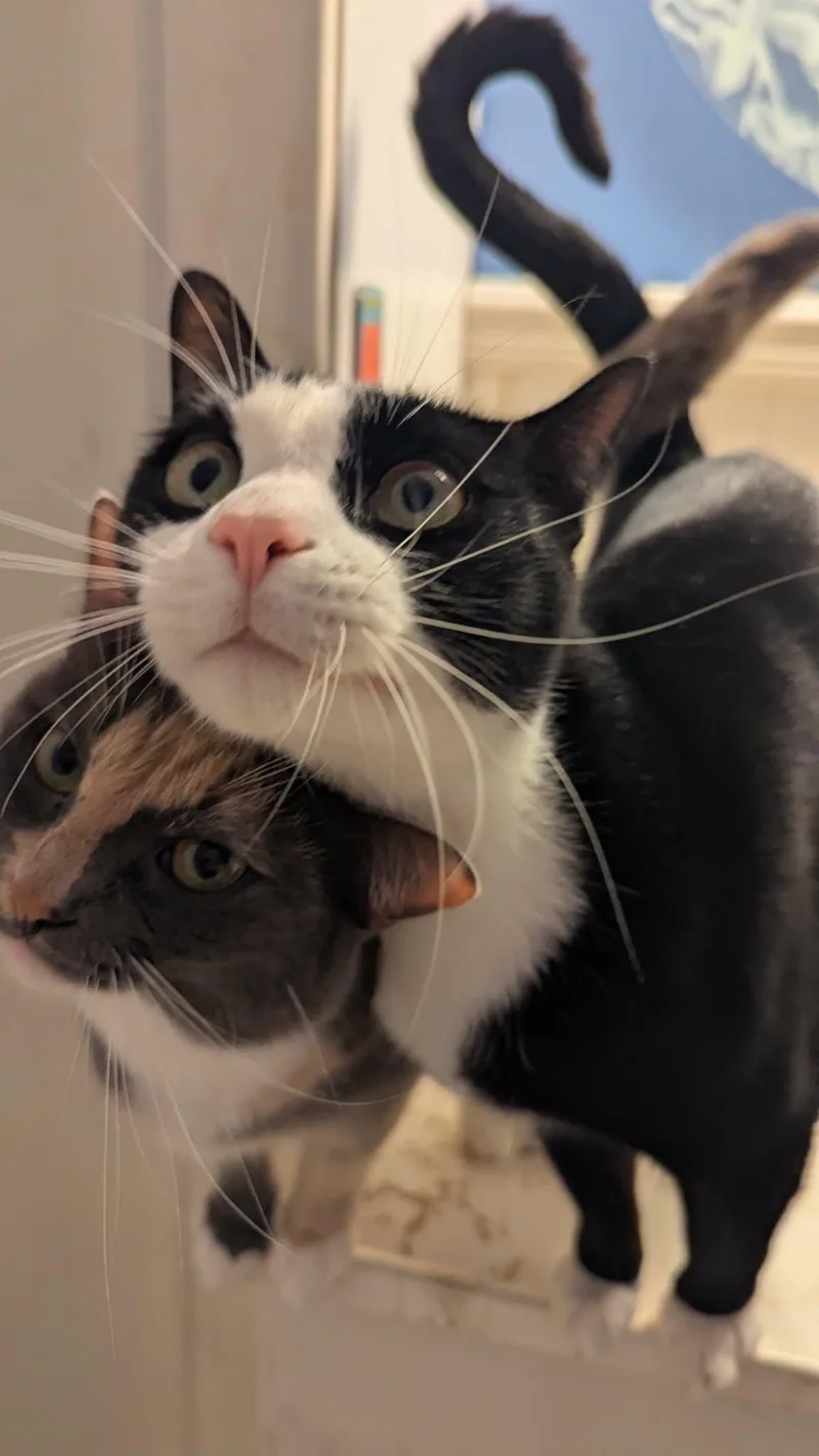 Kole =^.^= thumbnail 3