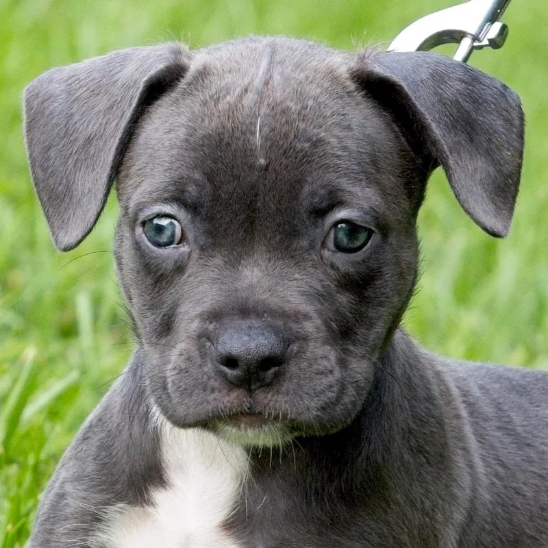 A baby medium-sized female White / Cream Pit Bull Terrier dog named Jade for adoption in South Elgin, IL
