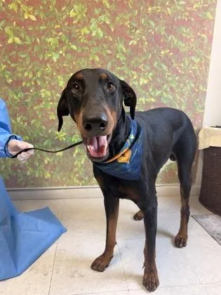 An adult large-sized male Doberman Pinscher dog named Tlaloc for adoption in San Antonio, TX