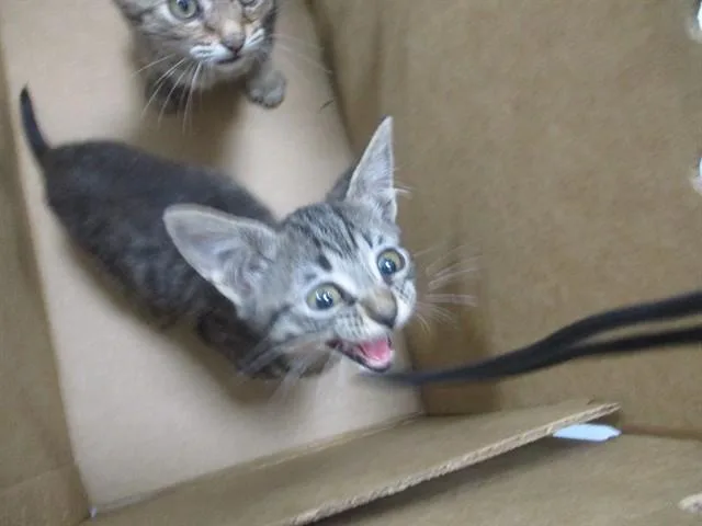 A baby small-sized female Domestic Short Hair cat named Dove for adoption in Ocala, FL