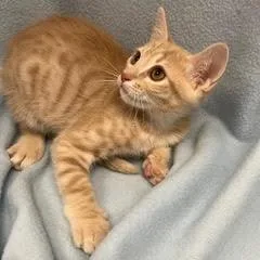 A baby medium-sized male Tabby (Orange / Red) Tabby cat named Marlin for adoption in Green Valley, AZ