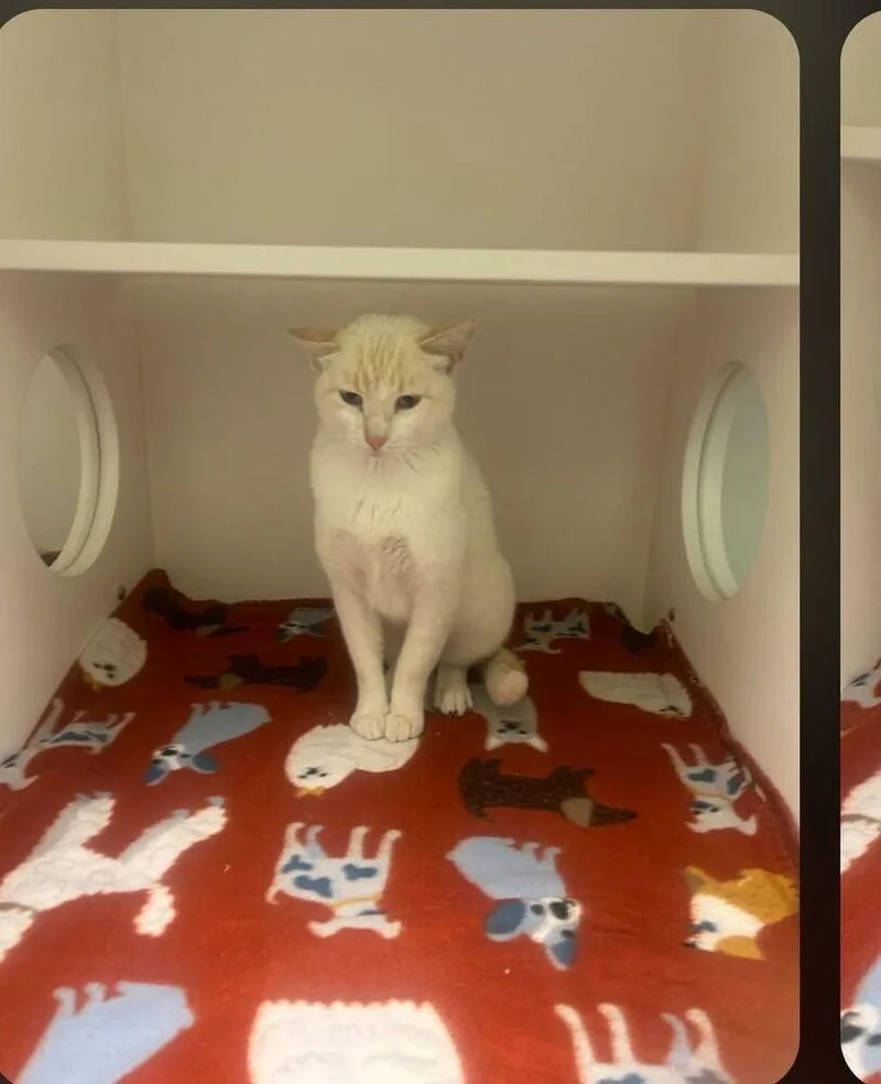 An adult small-sized female White Domestic Medium Hair cat named Jasmine for adoption in Parker, CO