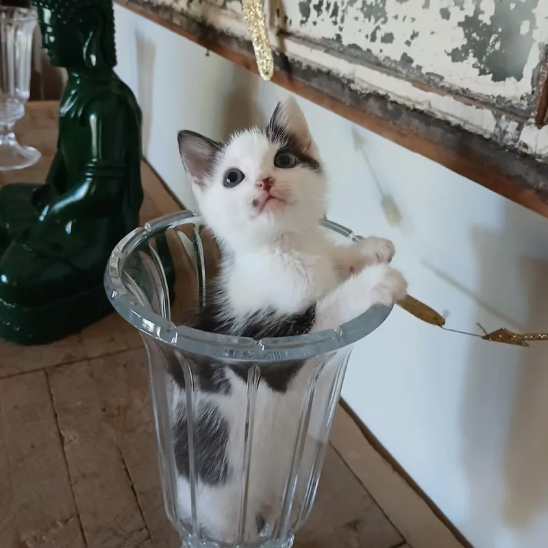 A baby medium-sized female Domestic Short Hair cat named Mackenzie for adoption in Columbia, SC