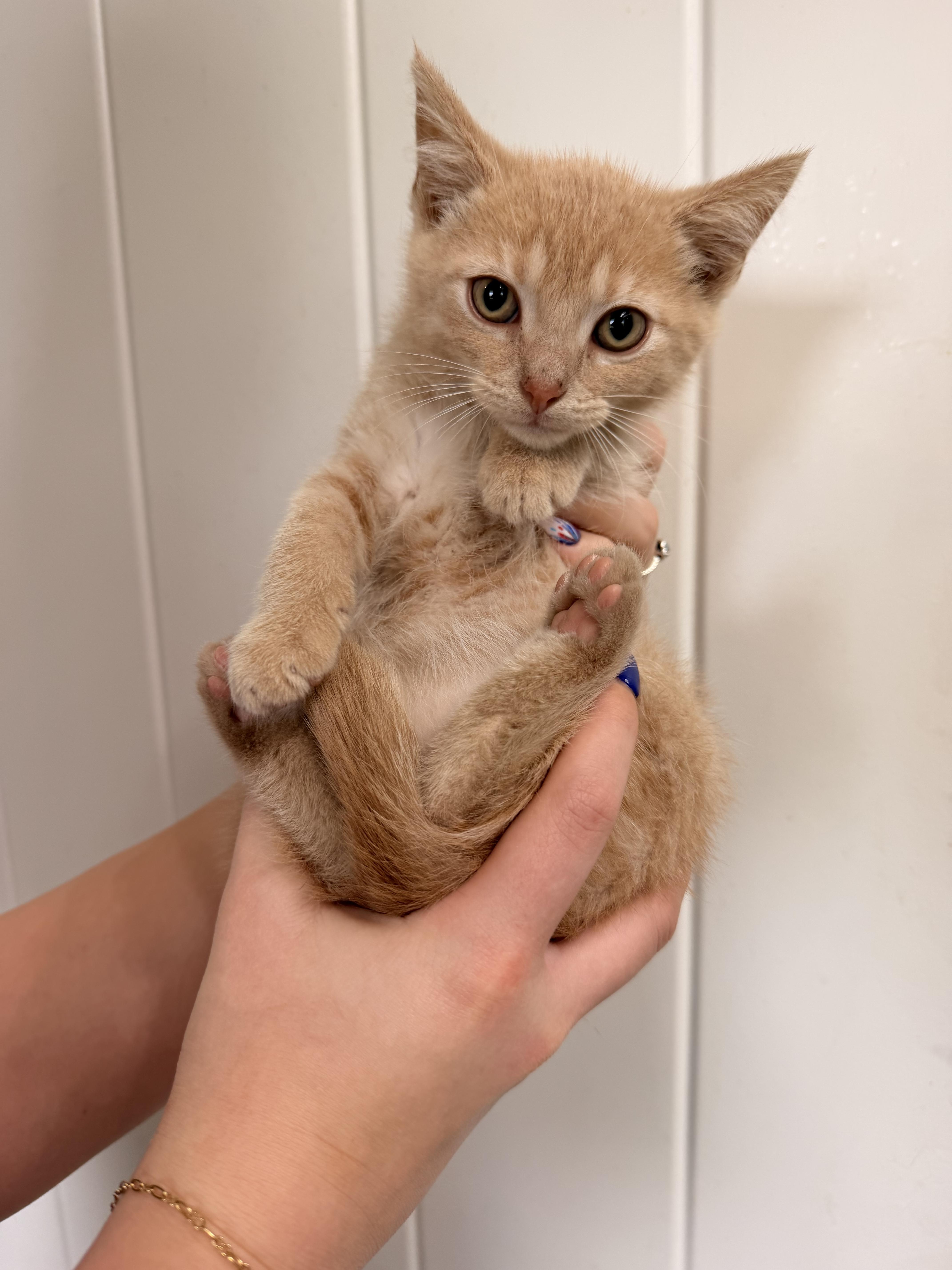 A baby medium-sized male Tabby (Orange / Red) Domestic Short Hair cat named Clover for adoption in Louisville, KY