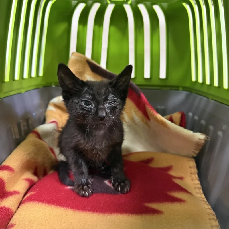A baby small-sized female Black Domestic Short Hair cat named Oyster for adoption in Reno, NV