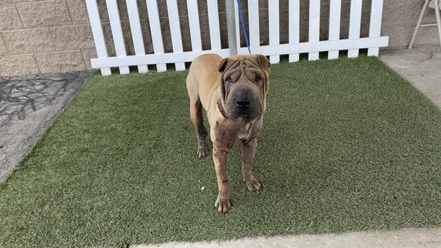 A young medium-sized male Shar-Pei dog named Smudge for adoption in Modesto, CA