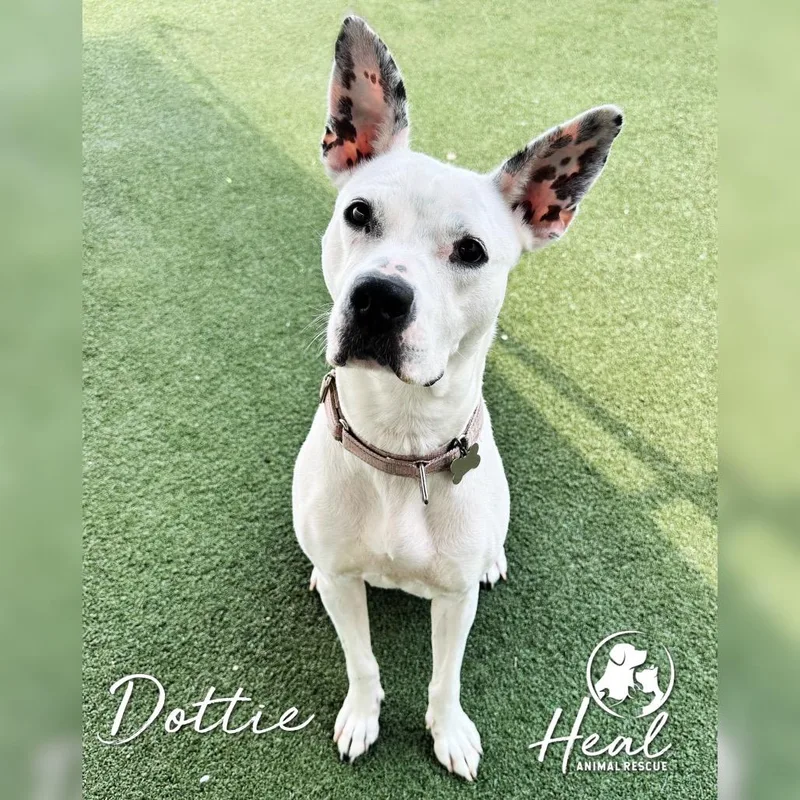 An adult medium-sized female Brindle Pit Bull Terrier dog named Dottie for adoption in Youngwood, PA