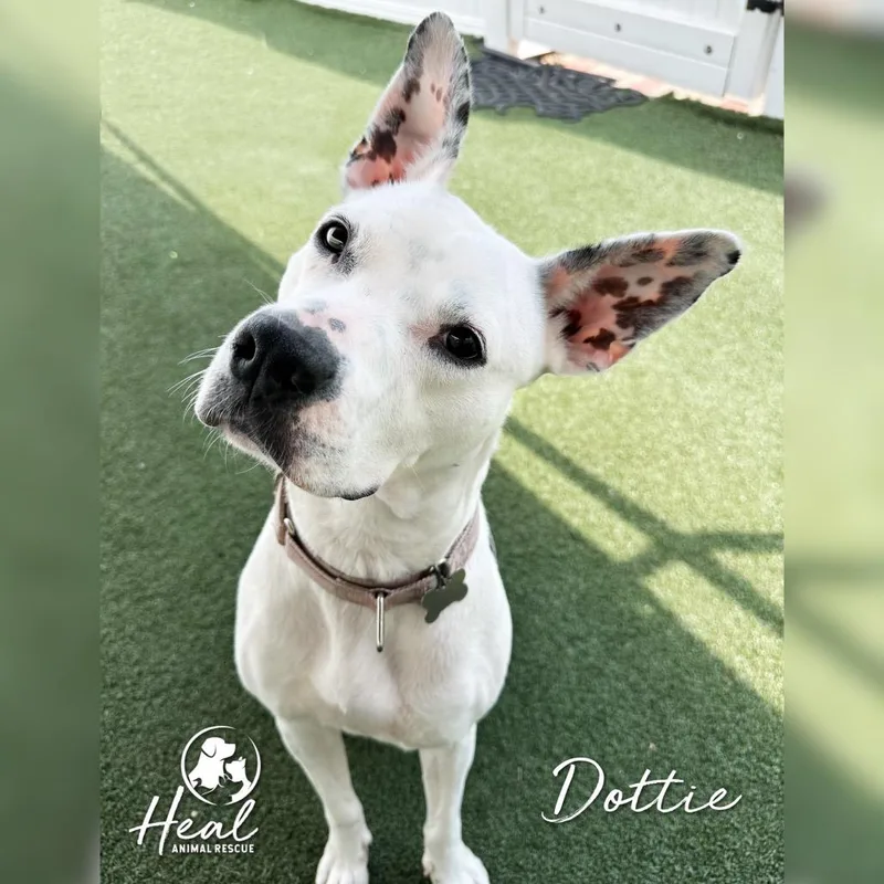 Dottie thumbnail 2