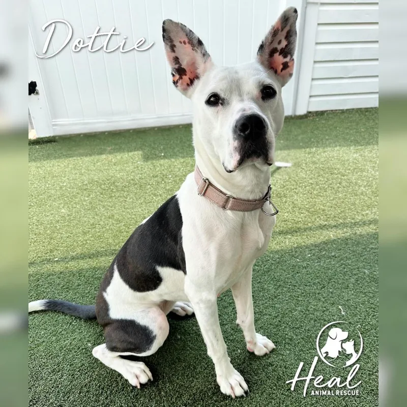 Dottie thumbnail 3