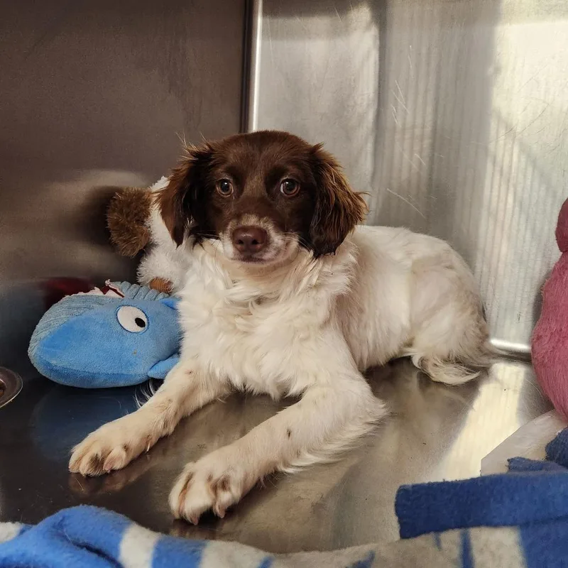 An adult medium-sized female Mixed Breed dog named Clover for adoption in Cumming, GA