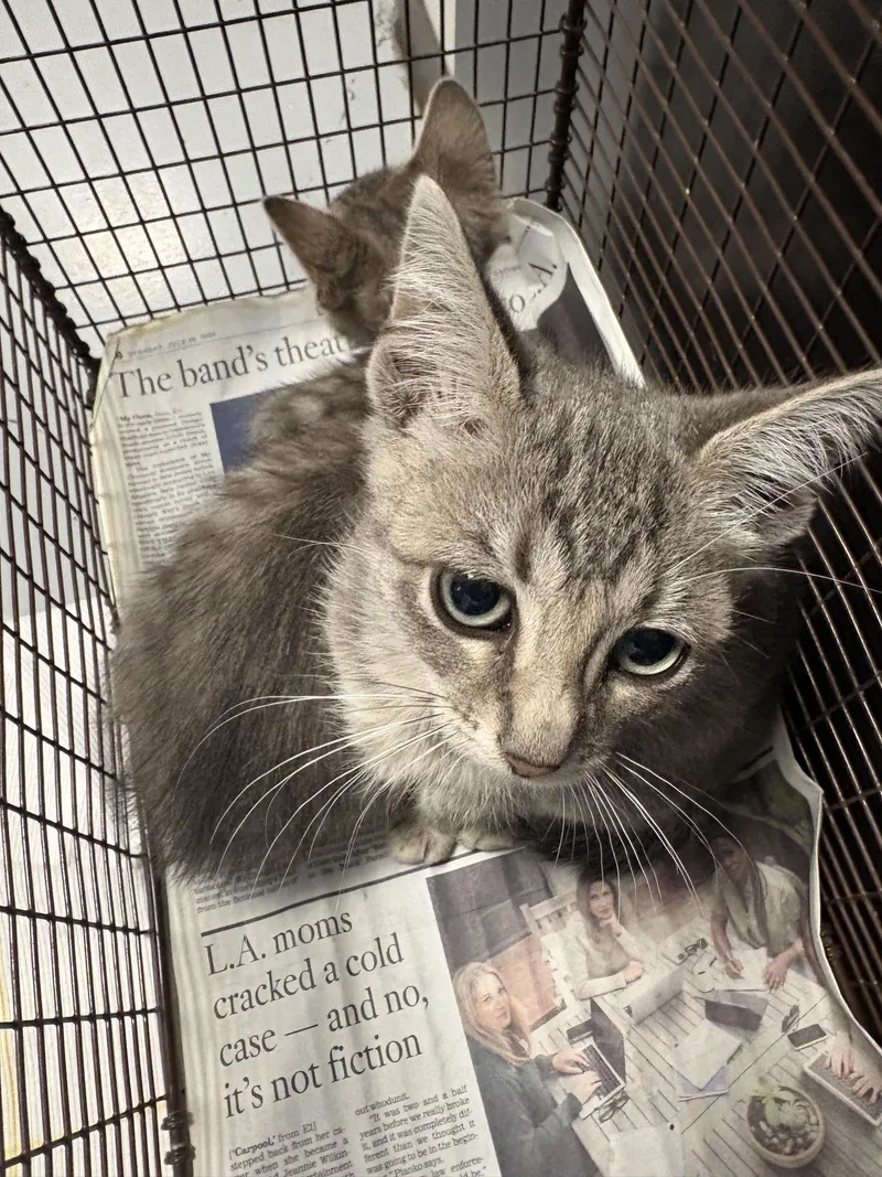 A baby small-sized female Domestic Short Hair cat named Star for adoption in Chatsworth, CA