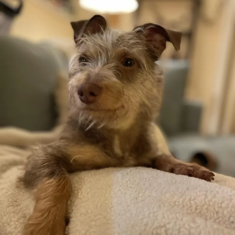 An adult small-sized male Sable Terrier dog named Jazz for adoption in San Francisco, CA