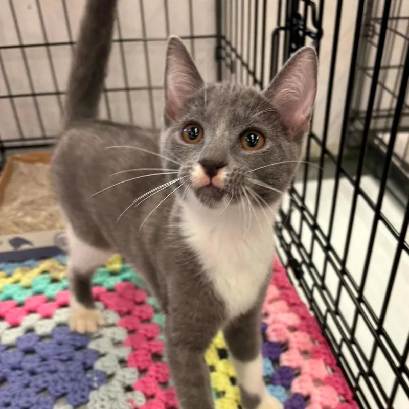 A baby small-sized female Gray / Blue / Silver Domestic Short Hair cat named Saffron for adoption in Inwood, WV