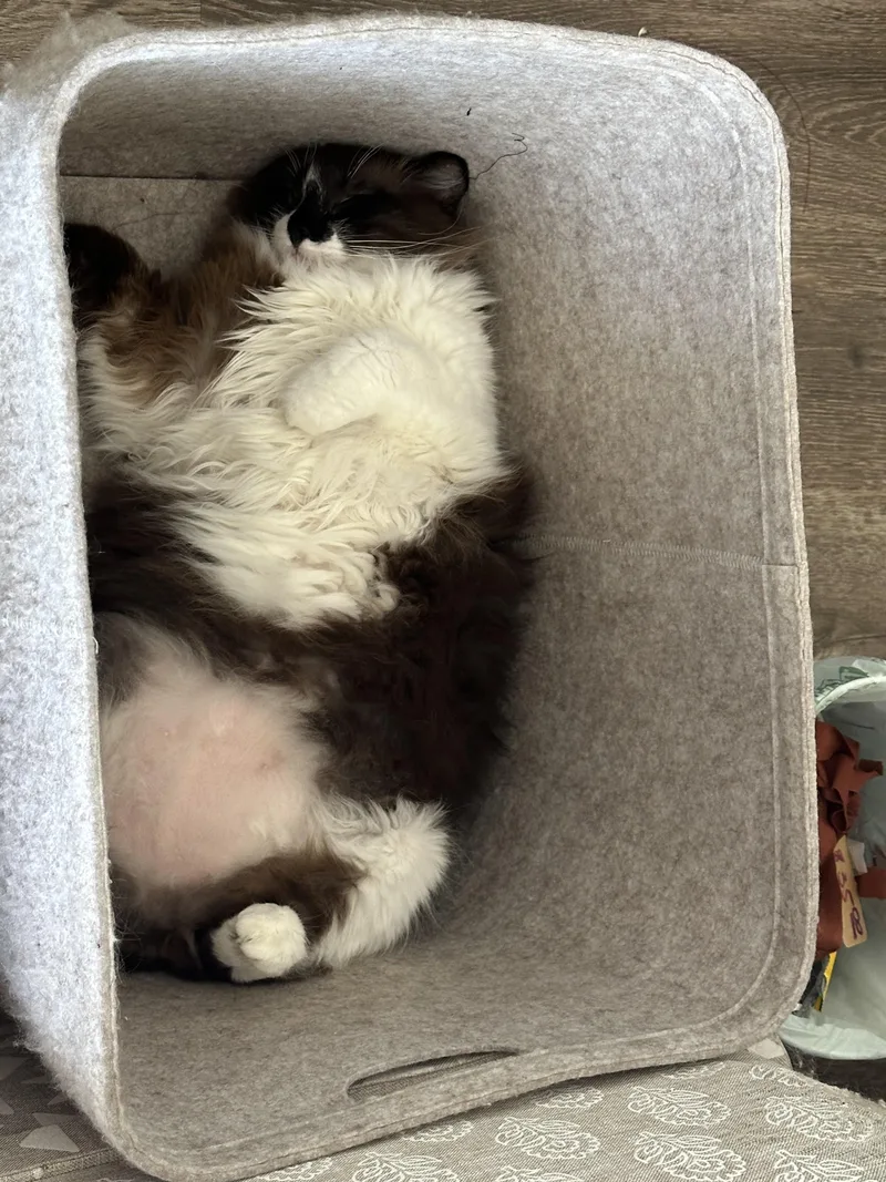 An adult large-sized female Black & White / Tuxedo Siamese cat named Periwinkle for adoption in Pacific Palisades, CA
