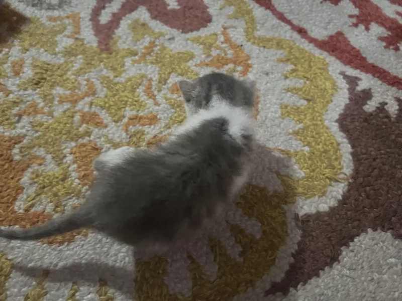 A baby small-sized female Domestic Short Hair cat named Pebbles for adoption in Crookston, MN