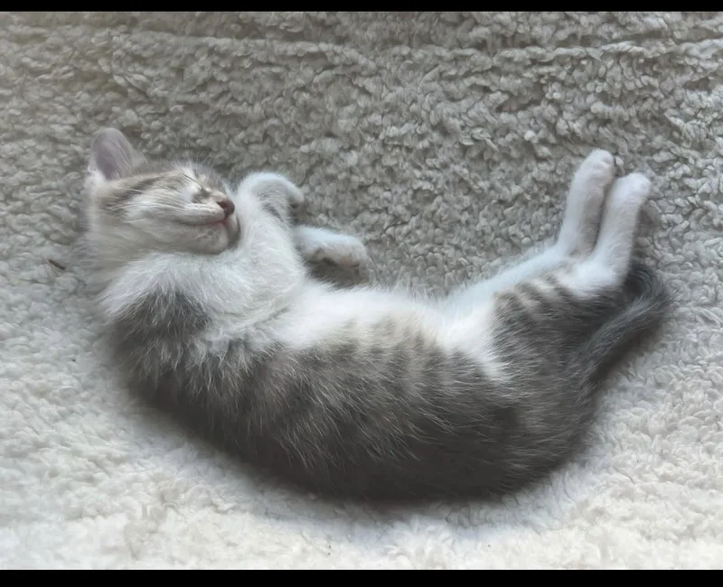 Pebbles thumbnail 4