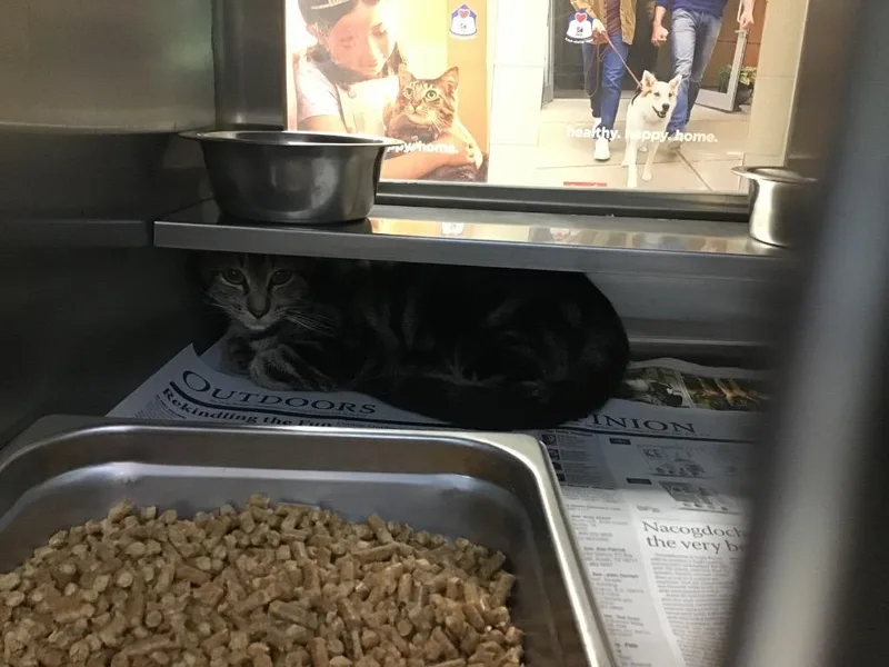 A young large-sized male Domestic Short Hair cat named Logan for adoption in Nacogdoches, TX