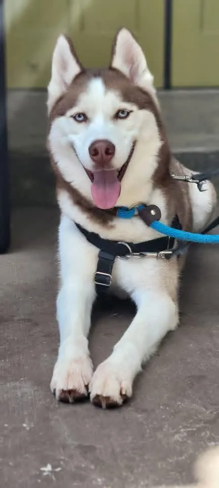 A young medium-sized male Husky dog named Prince for adoption in Lancaster, PA