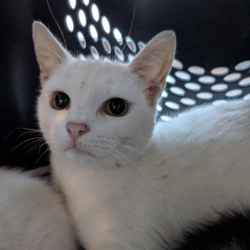 Magnolia thumbnail 2