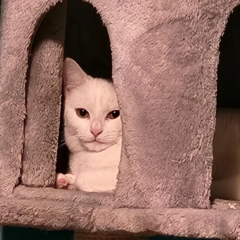 Magnolia thumbnail 3