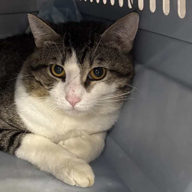 An adult large-sized male Brown / Chocolate Domestic Short Hair cat named Paddington for adoption in Salt Lake City, UT