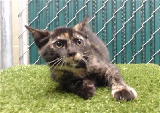 A baby medium-sized female Domestic Short Hair cat named Matisse for adoption in Downey, CA