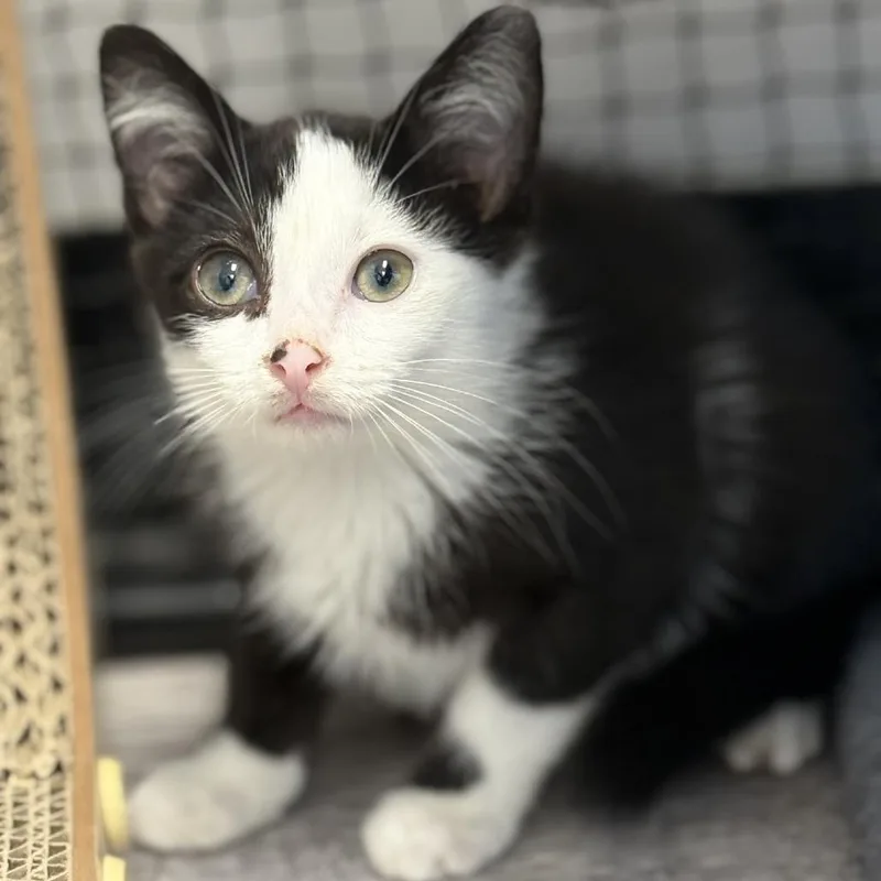 A baby small-sized male Black Domestic Short Hair cat named Eclipse for adoption in Ridgely, MD