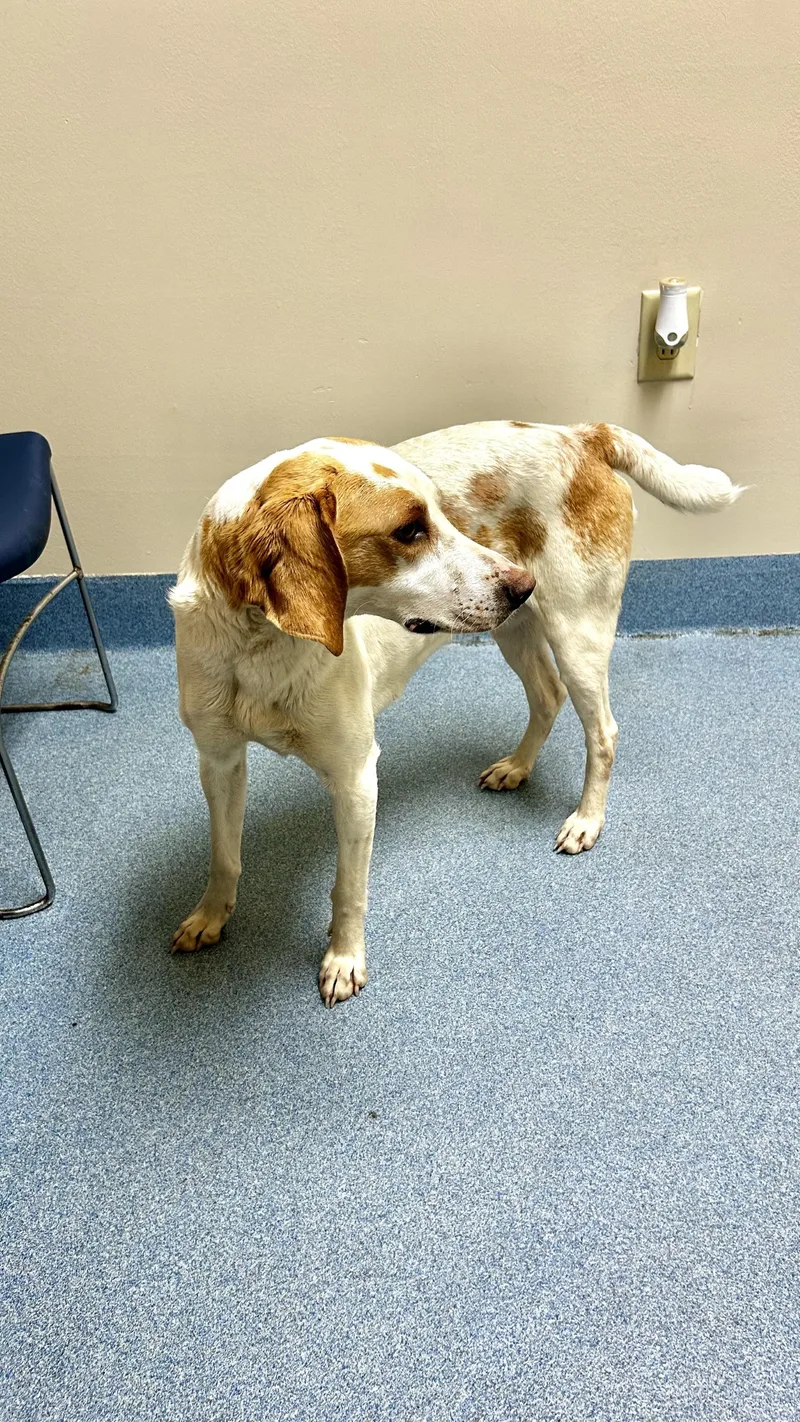A young medium-sized female Red / Chestnut / Orange Hound dog named Belle for adoption in Suffolk, VA