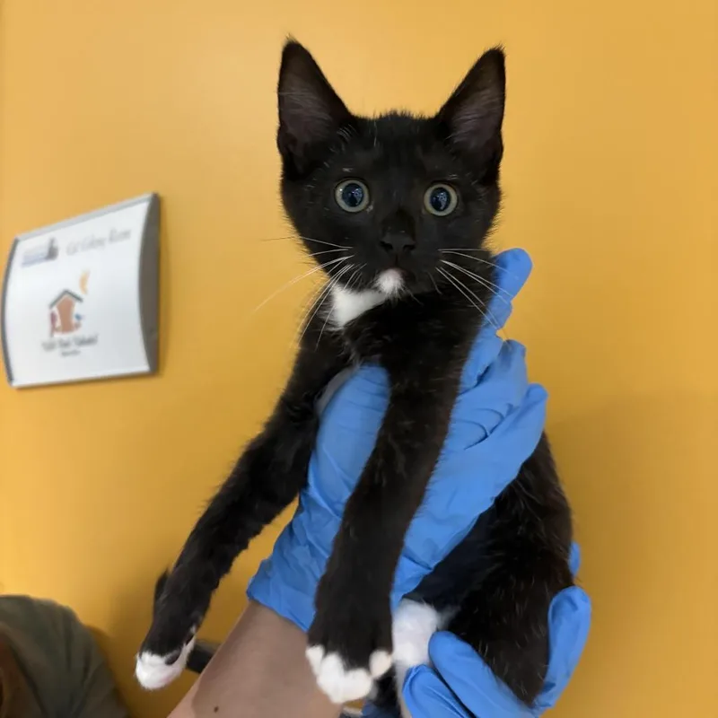 A baby small-sized female Black Domestic Short Hair cat named Inky for adoption in Chesapeake, VA