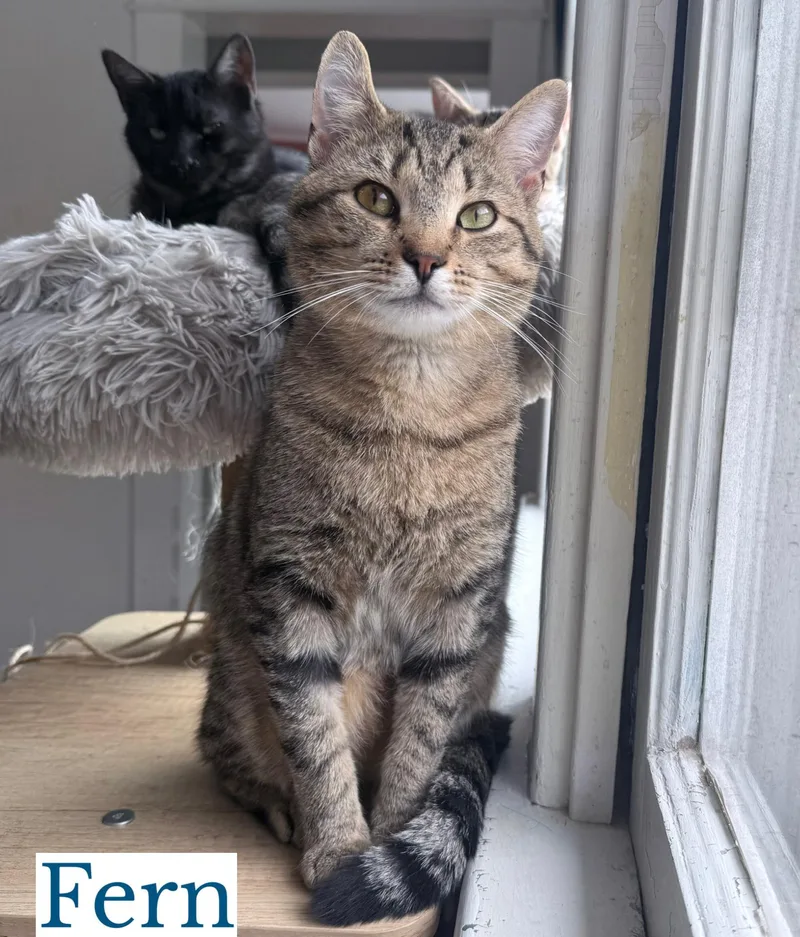 A young medium-sized male Tabby (Gray / Blue / Silver) Domestic Short Hair cat named Fern for adoption in Berkeley Springs, WV