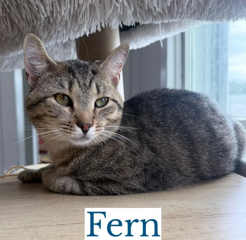 Fern thumbnail 2