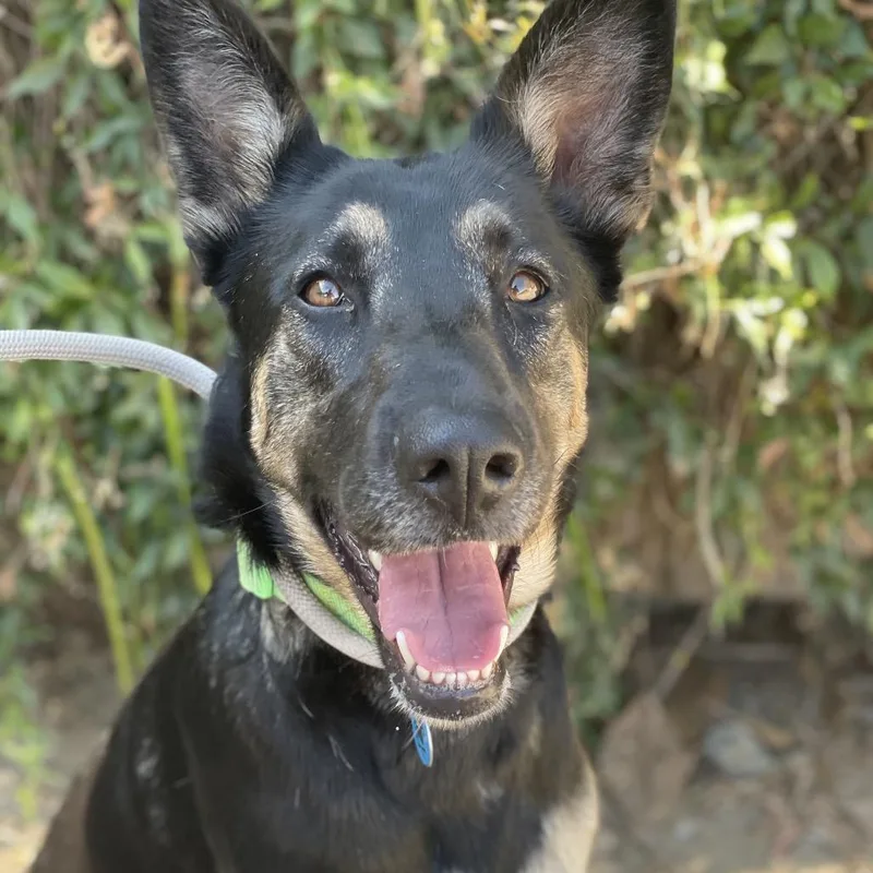 An adult medium-sized female Black Shepherd dog named Cami for adoption in Riverside, CA
