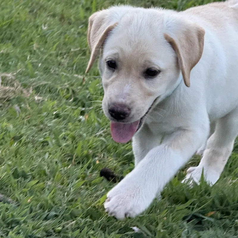 Daisy thumbnail 3