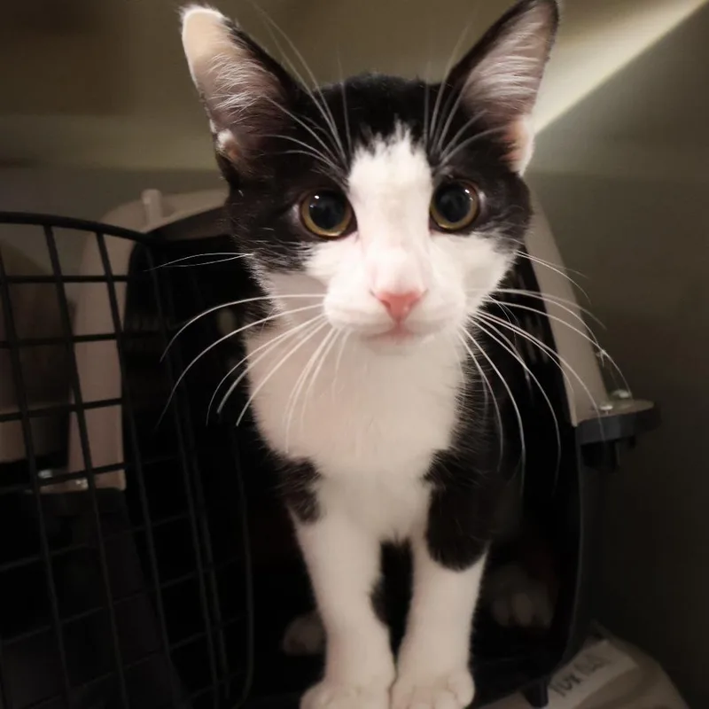 A baby small-sized male Black Domestic Short Hair cat named Bob for adoption in Saint Charles, MO