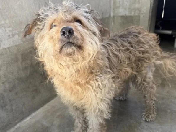 A young medium-sized male Terrier dog named Shaggy for adoption in Los Angeles, CA