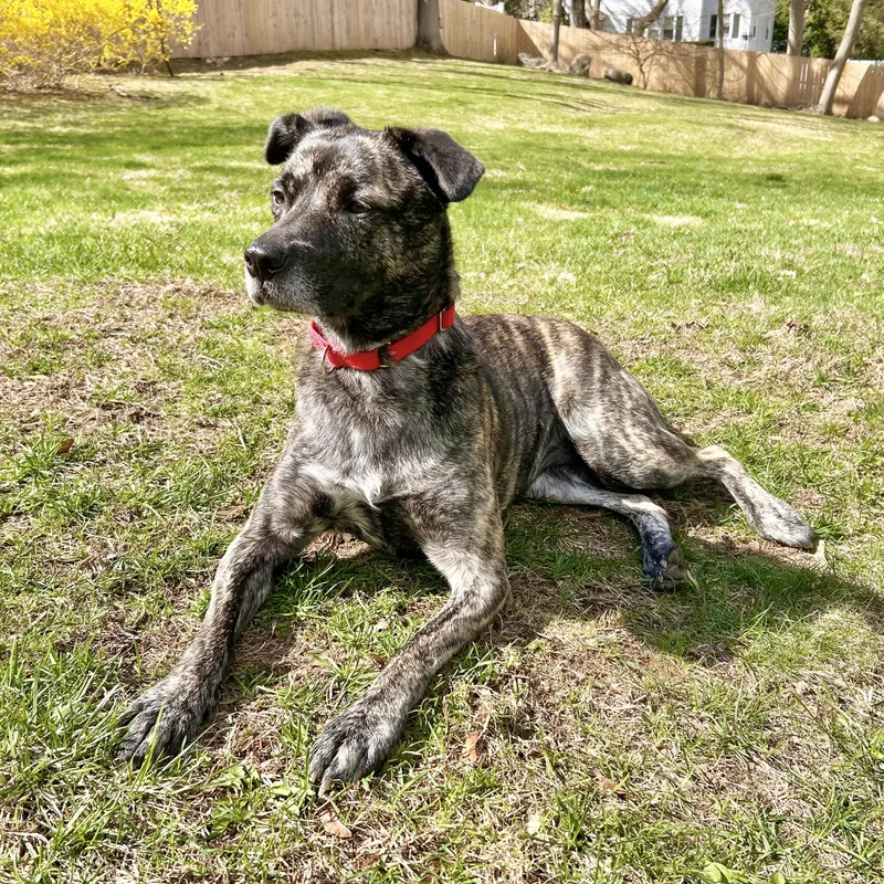 An adult medium-sized female Brindle Tennessee Treeing Brindle dog named Firestarter for adoption in New York, NY